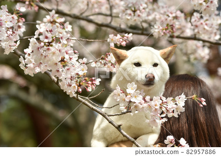Shiba Inu surrounded by cherry blossoms 82957886