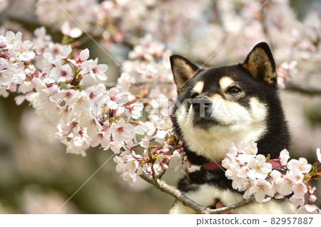 Shiba Inu surrounded by cherry blossoms 82957887
