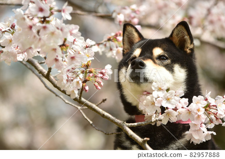 Shiba Inu surrounded by cherry blossoms 82957888