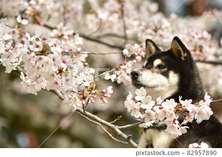 被櫻花包圍的柴犬 被櫻花包圍的柴犬 82957890