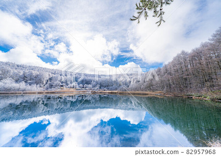 [Winter material] Rime and reflection in the Hijiri Highlands [Nagano Prefecture] 82957968