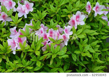 白花 白花 82958043