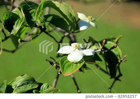 Pokeweed flower 82958257