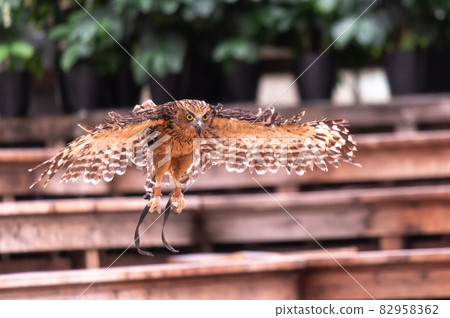 Forest Sage Owl Forest Sage Owl 82958362