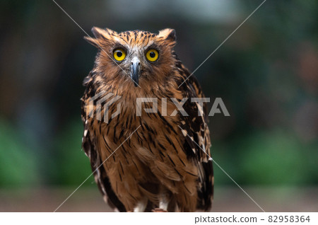 Forest Sage Owl Forest Sage Owl 82958364