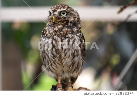 Forest Sage Owl 82958374