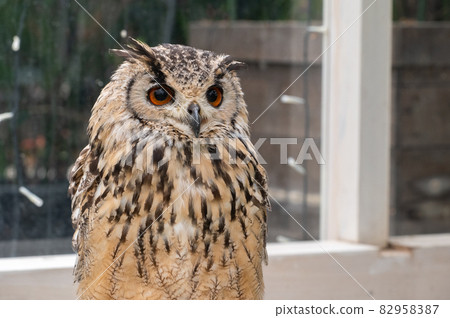 Forest Sage Owl Forest Sage Owl 82958387