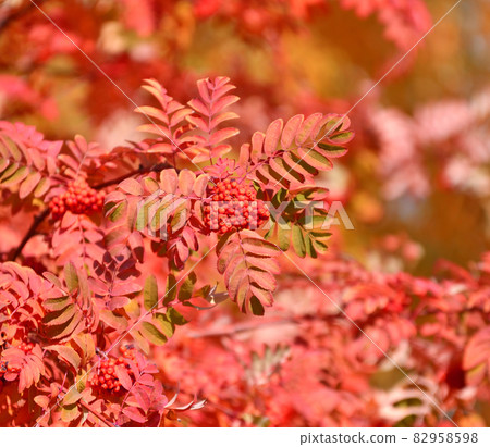 Colorful leaves and berries of mountain ash in the autumn park Colorful leaves and berries of mountain ash in the autumn park 82958598