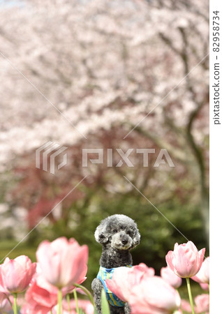 A toy poodle surrounded by tulips A toy poodle surrounded by tulips 82958734