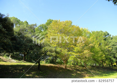 Early autumn park 82958757