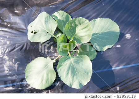 Home garden Autumn-planted cabbage seedlings 82959119
