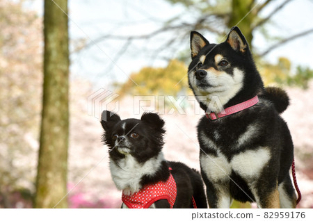 Shiba chihuahua sales