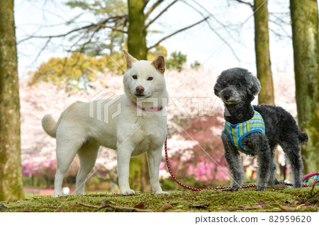 Shiba Inu and Toy Poodle with cherry blossoms in the background 82959620