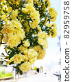 黃玫瑰 82959758