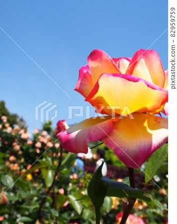 藍天中的粉紅和黃玫瑰 82959759