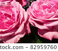 粉紅玫瑰 82959760