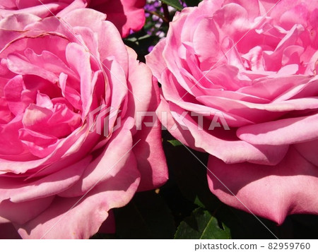 Up of pink roses 82959760