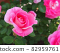 粉紅色的玫瑰 82959761
