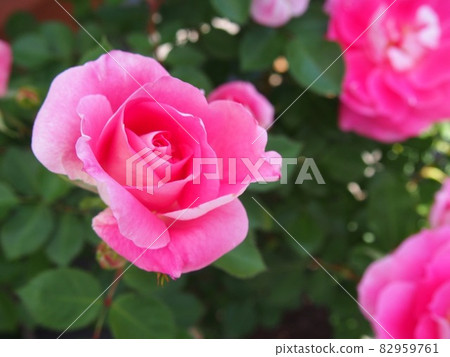 Rose of pink 82959761
