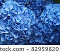 美麗的深藍色繡球花 82959820