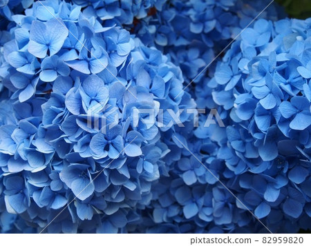 Beautiful deep blue hydrangea up 82959820