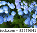 漂亮的雨季繡球花 82959841