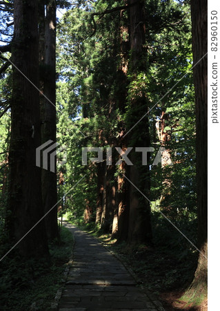 A row of cedar trees on Mt. Haguro in Yamagata Prefecture A row of cedar trees on Mt. Haguro in Yamagata Prefecture 82960150