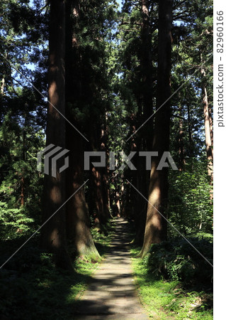 A row of cedar trees on Mt. Haguro in Yamagata Prefecture 82960166