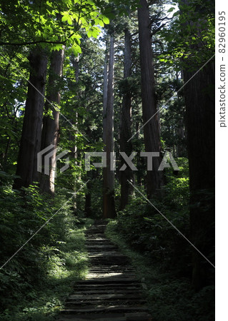 山形縣羽黑山的一排雪松 82960195