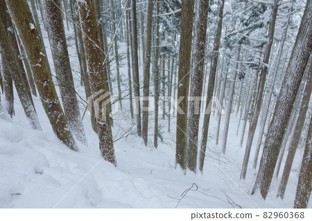冬季長野縣信州針葉林雪景與雪林路 冬季長野縣信州針葉林雪景與雪林路 82960368