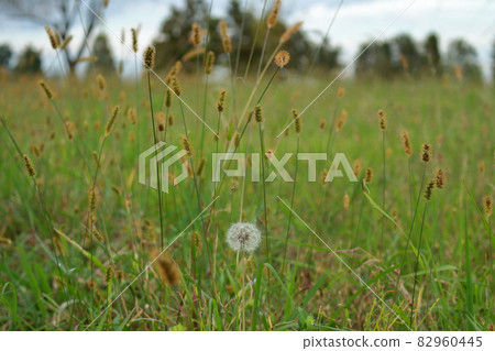 秋季公園雜草 82960445