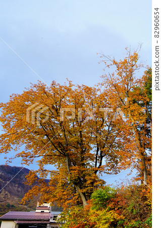 Zao Ropeway Autumn Leaves Zao Ropeway Autumn Leaves 82960654