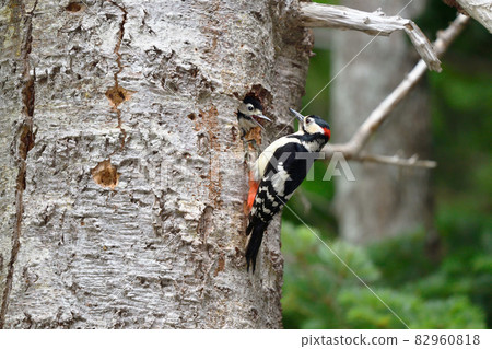 Great spotted woodpecker parent and child (Shiretoko, Hokkaido) Great spotted woodpecker parent and child (Shiretoko, Hokkaido) 82960818