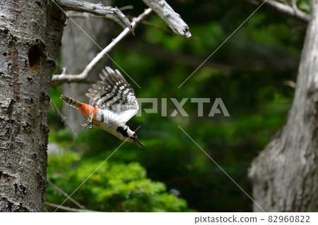 Great spotted woodpecker flying from its nest (Shiretoko, Hokkaido) Great spotted woodpecker flying from its nest (Shiretoko, Hokkaido) 82960822