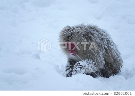 A snow monkey with a Japanese macaque on a snowy mountain in the middle of winter A snow monkey with a Japanese macaque on a snowy mountain in the middle of winter 82961001
