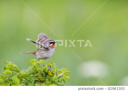 一隻雄性西伯利亞紅喉鳥扇動翅膀 82961301