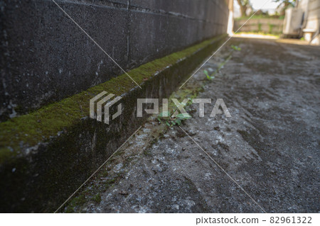 State of moss growing on the wall 82961322