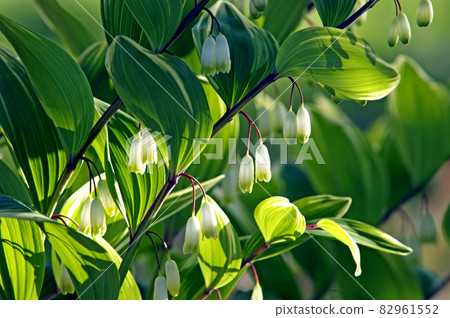 Solomon's-seal shining in the morning sun 82961552