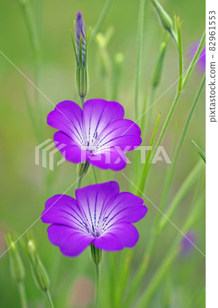 Graceful Agrostemma 82961553