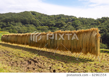 Beautiful view of rice terraces during the autumn harvest season 82961554
