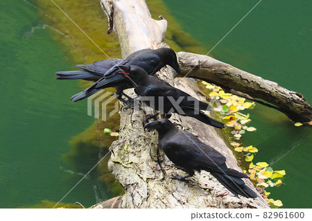 Four crows staying on a tree by the water and screaming violently. Taken at Lake Shirakami Mountains in Aomori Prefecture. 82961600