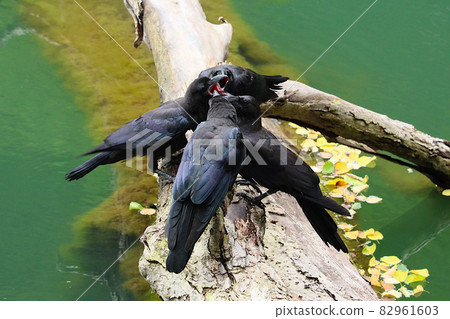 Four crows staying on a tree by the water and screaming violently. Taken at Lake Shirakami Mountains in Aomori Prefecture. 82961603