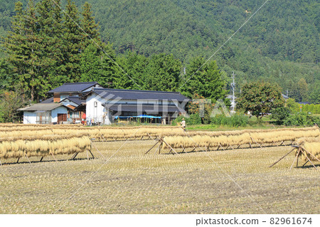 Azumino: A landscape with a hemlock in the fruitful autumn Azumino: A landscape with a hemlock in the fruitful autumn 82961674