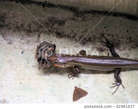 Obi Castle A Japanese lizard with prey in the soil behind the Matsuo Maru steam bath, Obi, Nichinan City, Miyazaki Prefecture Obi Castle A Japanese lizard with prey in the soil behind the Matsuo Maru steam bath, Obi, Nichinan City, Miyazaki Prefecture 82961837