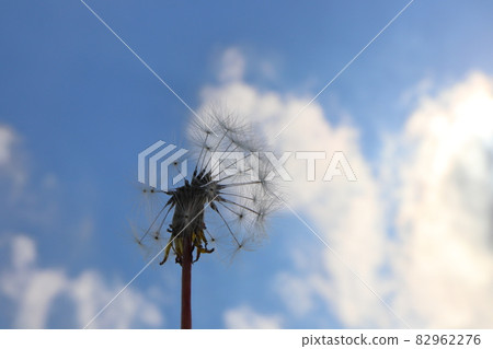 Dandelion fluff blue sky 82962276