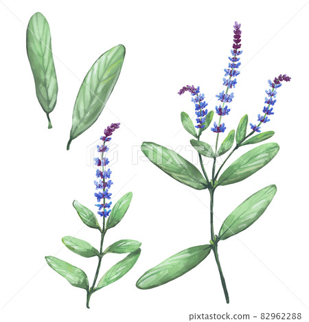 草本鼠尾草水彩風格插圖集 82962288