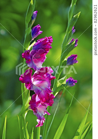 Glamorous in the morning of summer 82962621