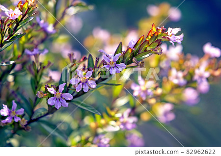 Kufair that shines in the setting sun Kufair that shines in the setting sun 82962622