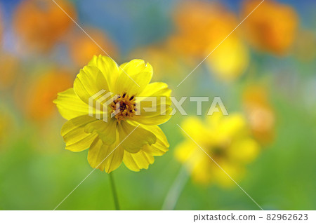 快樂的彩色kibana 宇宙 82962623