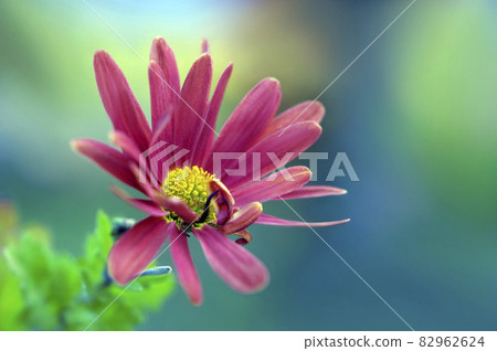優美的花瓣菊 82962624